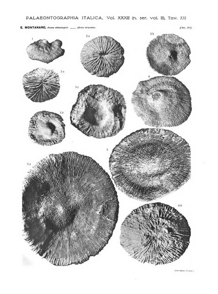 Palaeontographia Italica raccolta di monografie paleontologiche fondata da Mario Canavari nell'anno 1895