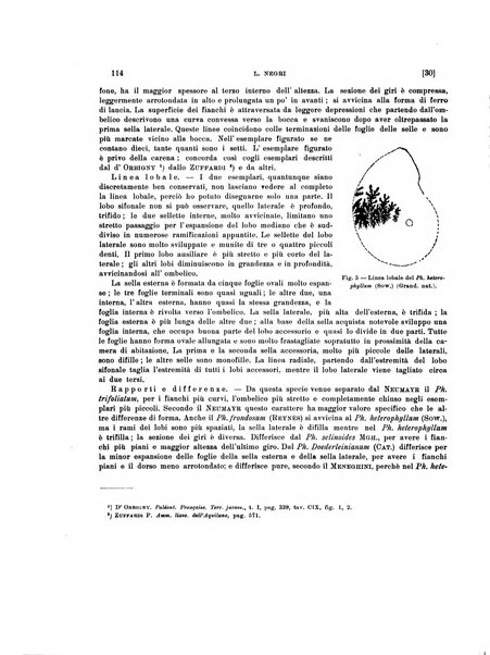 Palaeontographia Italica raccolta di monografie paleontologiche fondata da Mario Canavari nell'anno 1895