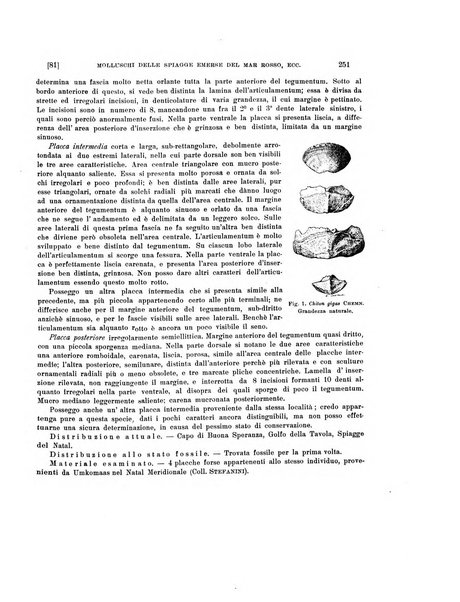 Palaeontographia Italica raccolta di monografie paleontologiche fondata da Mario Canavari nell'anno 1895