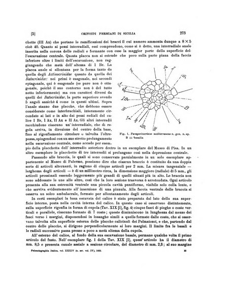 Palaeontographia Italica raccolta di monografie paleontologiche fondata da Mario Canavari nell'anno 1895