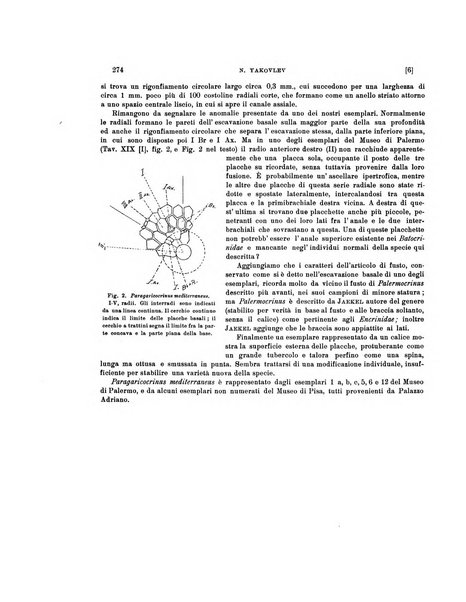 Palaeontographia Italica raccolta di monografie paleontologiche fondata da Mario Canavari nell'anno 1895