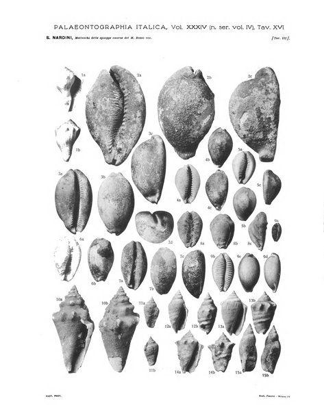 Palaeontographia Italica raccolta di monografie paleontologiche fondata da Mario Canavari nell'anno 1895