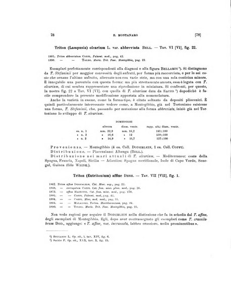 Palaeontographia Italica raccolta di monografie paleontologiche fondata da Mario Canavari nell'anno 1895