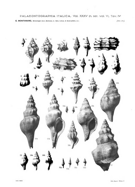 Palaeontographia Italica raccolta di monografie paleontologiche fondata da Mario Canavari nell'anno 1895