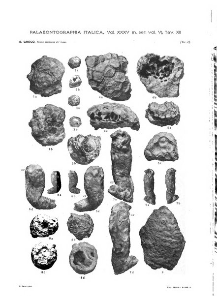 Palaeontographia Italica raccolta di monografie paleontologiche fondata da Mario Canavari nell'anno 1895