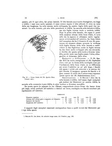 Palaeontographia Italica raccolta di monografie paleontologiche fondata da Mario Canavari nell'anno 1895