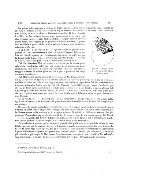 Palaeontographia Italica raccolta di monografie paleontologiche fondata da Mario Canavari nell'anno 1895