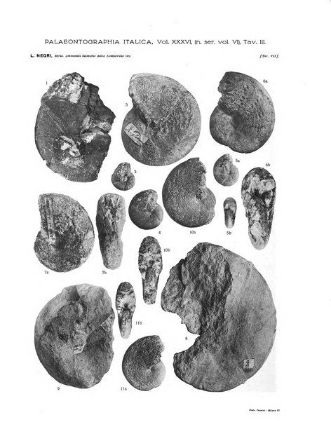 Palaeontographia Italica raccolta di monografie paleontologiche fondata da Mario Canavari nell'anno 1895