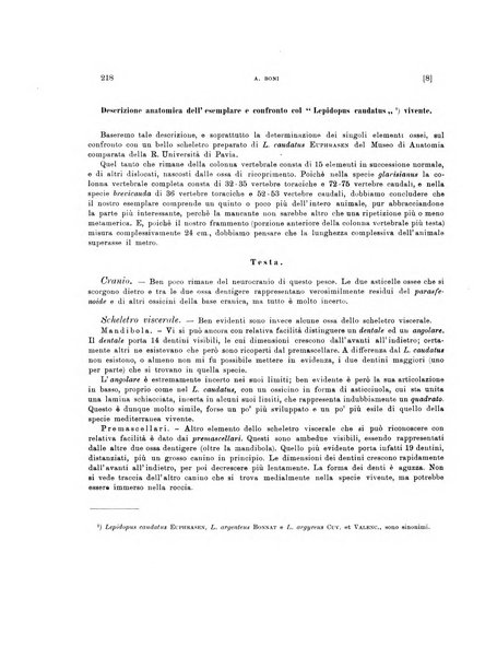 Palaeontographia Italica raccolta di monografie paleontologiche fondata da Mario Canavari nell'anno 1895