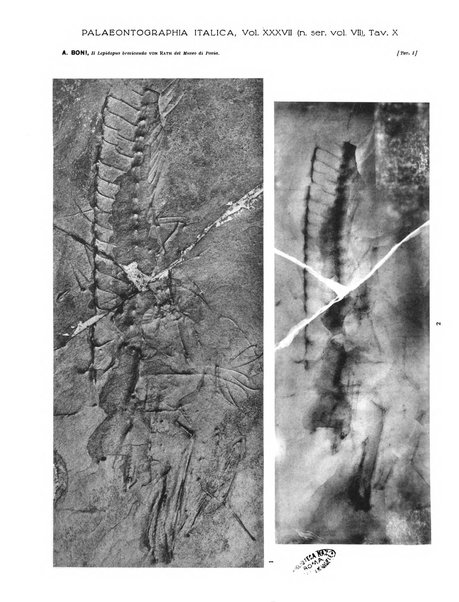 Palaeontographia Italica raccolta di monografie paleontologiche fondata da Mario Canavari nell'anno 1895