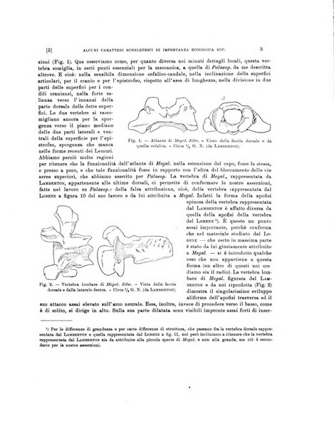 Palaeontographia Italica raccolta di monografie paleontologiche fondata da Mario Canavari nell'anno 1895