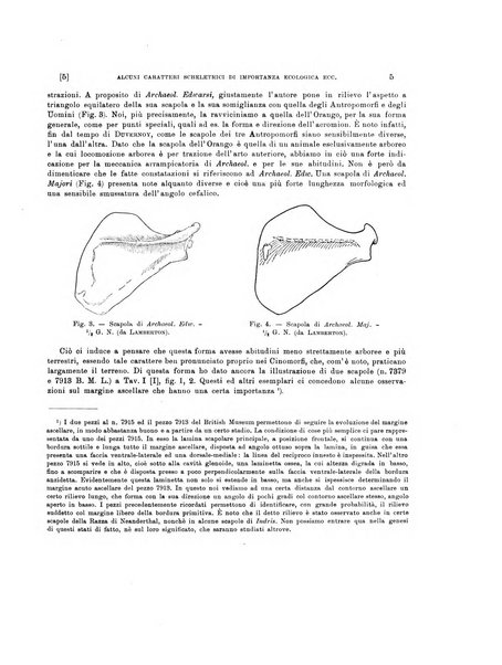 Palaeontographia Italica raccolta di monografie paleontologiche fondata da Mario Canavari nell'anno 1895