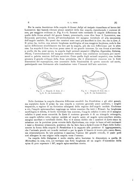 Palaeontographia Italica raccolta di monografie paleontologiche fondata da Mario Canavari nell'anno 1895