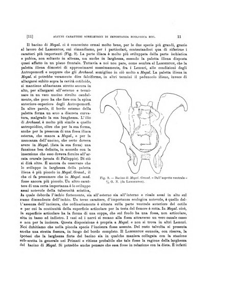 Palaeontographia Italica raccolta di monografie paleontologiche fondata da Mario Canavari nell'anno 1895