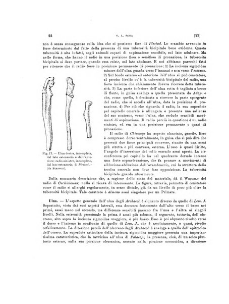 Palaeontographia Italica raccolta di monografie paleontologiche fondata da Mario Canavari nell'anno 1895