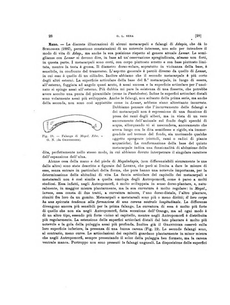 Palaeontographia Italica raccolta di monografie paleontologiche fondata da Mario Canavari nell'anno 1895