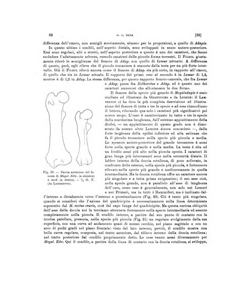 Palaeontographia Italica raccolta di monografie paleontologiche fondata da Mario Canavari nell'anno 1895