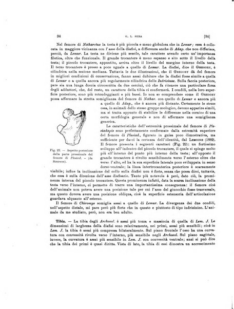 Palaeontographia Italica raccolta di monografie paleontologiche fondata da Mario Canavari nell'anno 1895