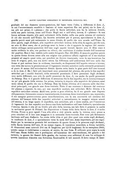 Palaeontographia Italica raccolta di monografie paleontologiche fondata da Mario Canavari nell'anno 1895