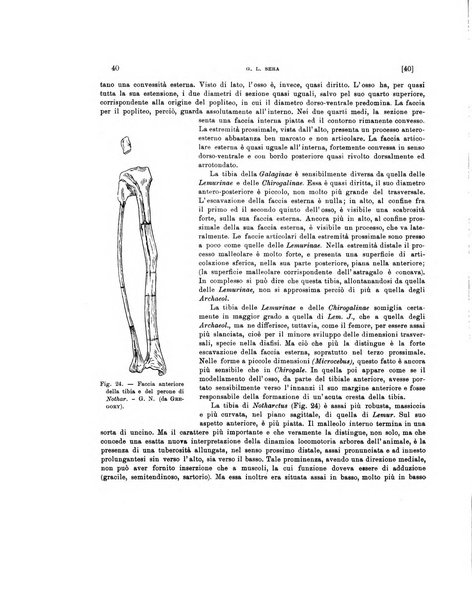 Palaeontographia Italica raccolta di monografie paleontologiche fondata da Mario Canavari nell'anno 1895