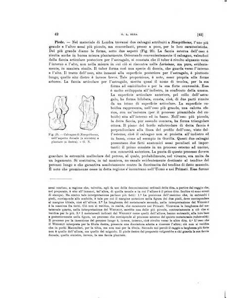 Palaeontographia Italica raccolta di monografie paleontologiche fondata da Mario Canavari nell'anno 1895