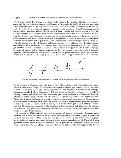 Palaeontographia Italica raccolta di monografie paleontologiche fondata da Mario Canavari nell'anno 1895