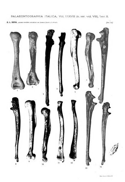 Palaeontographia Italica raccolta di monografie paleontologiche fondata da Mario Canavari nell'anno 1895