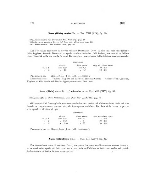 Palaeontographia Italica raccolta di monografie paleontologiche fondata da Mario Canavari nell'anno 1895