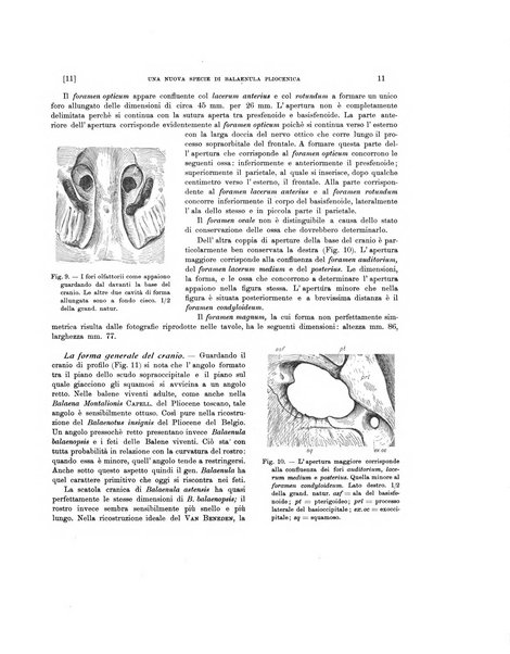 Palaeontographia Italica raccolta di monografie paleontologiche fondata da Mario Canavari nell'anno 1895