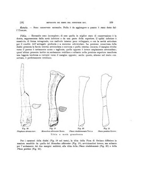 Palaeontographia Italica raccolta di monografie paleontologiche fondata da Mario Canavari nell'anno 1895