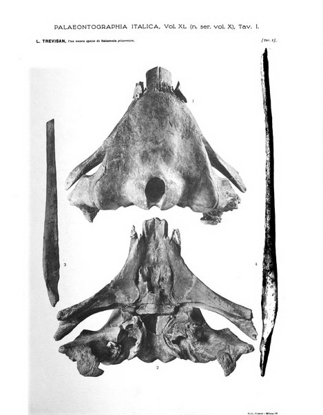 Palaeontographia Italica raccolta di monografie paleontologiche fondata da Mario Canavari nell'anno 1895