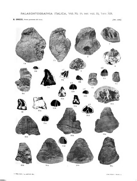 Palaeontographia Italica raccolta di monografie paleontologiche fondata da Mario Canavari nell'anno 1895