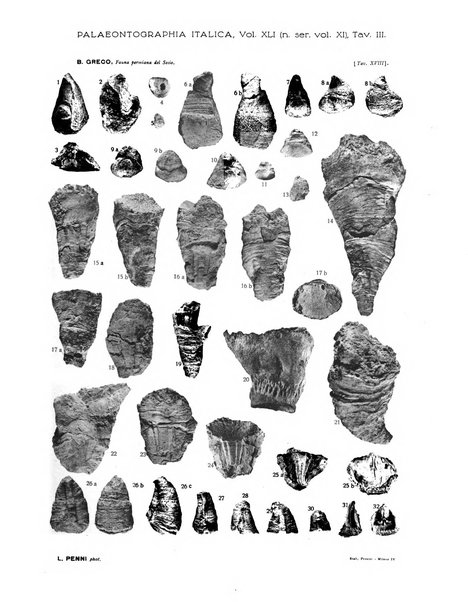 Palaeontographia Italica raccolta di monografie paleontologiche fondata da Mario Canavari nell'anno 1895