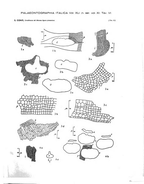 Palaeontographia Italica raccolta di monografie paleontologiche fondata da Mario Canavari nell'anno 1895