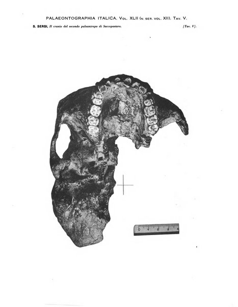 Palaeontographia Italica raccolta di monografie paleontologiche fondata da Mario Canavari nell'anno 1895