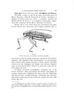 giornale/VEA0038128/1911/unico/00000033