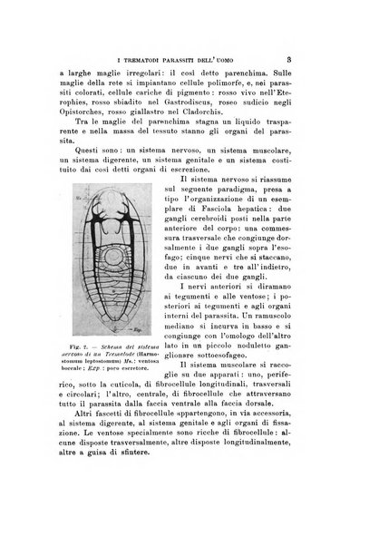 Natura rivista mensile di scienze naturali