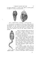 giornale/VEA0038128/1912/unico/00000023