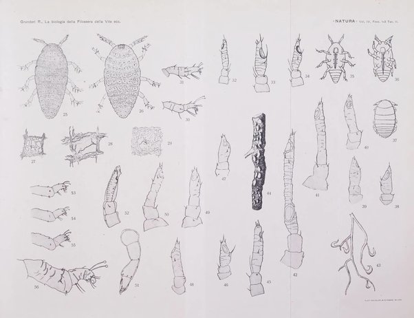 Natura rivista mensile di scienze naturali