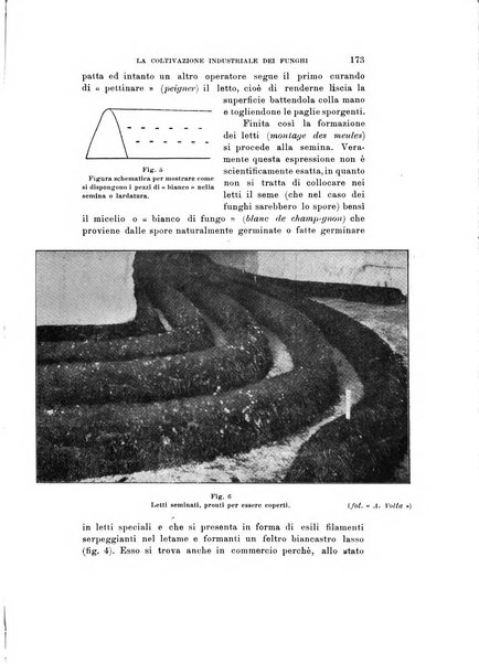 Natura rivista mensile di scienze naturali