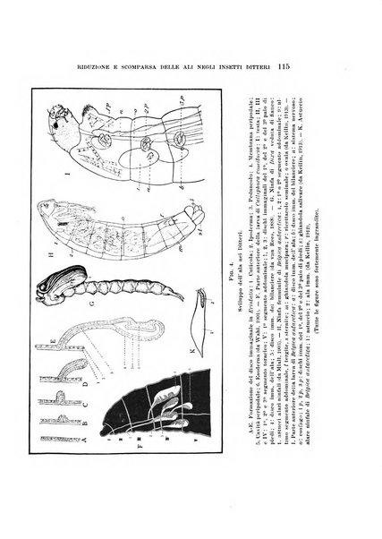 Natura rivista mensile di scienze naturali