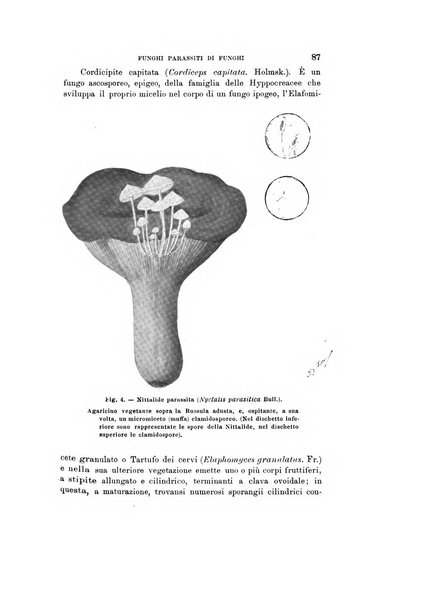 Natura rivista mensile di scienze naturali