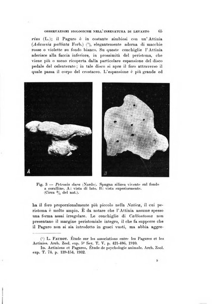 Natura rivista mensile di scienze naturali