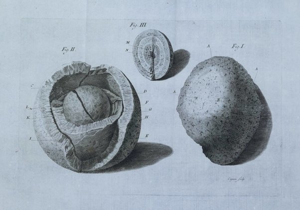 Opuscoli scelti sulle scienze e sulle arti. Tratti dagli Atti delle Accademie, e dalle altre collezioni filosofiche, e letterarie, dalle opere più recenti inglesi, tedesche, francesi, latine, e italiane, e da manoscritti originali, e inediti