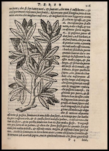 Agricoltura tratta da diuersi antichi et moderni scrittori dal sig. Gabriello Alfonso d'Herrera et tradotta di lingua spagnuola in volgare italiano da Mambrino Roseo da Fabriano. Nella quale si contengono le regole, i modi, & l'usanze che si osseruano nell'arare la terra, piantar le uigne & gli alberi, gouernare i bestiami, & fare ottimamente cioche all'agricoltura s'appartiene. Con le figure de gli alberi & delle herbe, delle quali si tratta nel libro