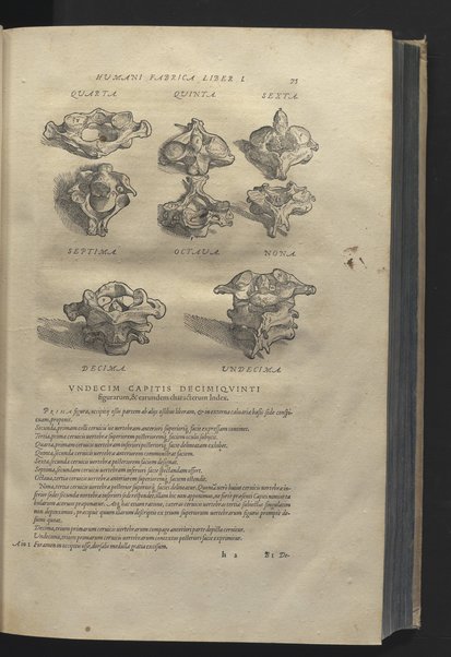 Andreae Vesalii Bruxellensis, ... De humani corporis fabrica libri septem