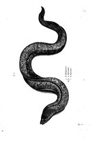 libroantico/BVEE009093/0131