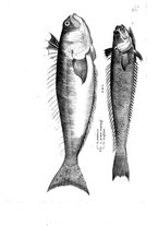 libroantico/BVEE009093/0154