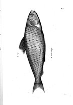 libroantico/BVEE009093/0175