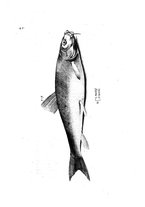 libroantico/BVEE009093/0181